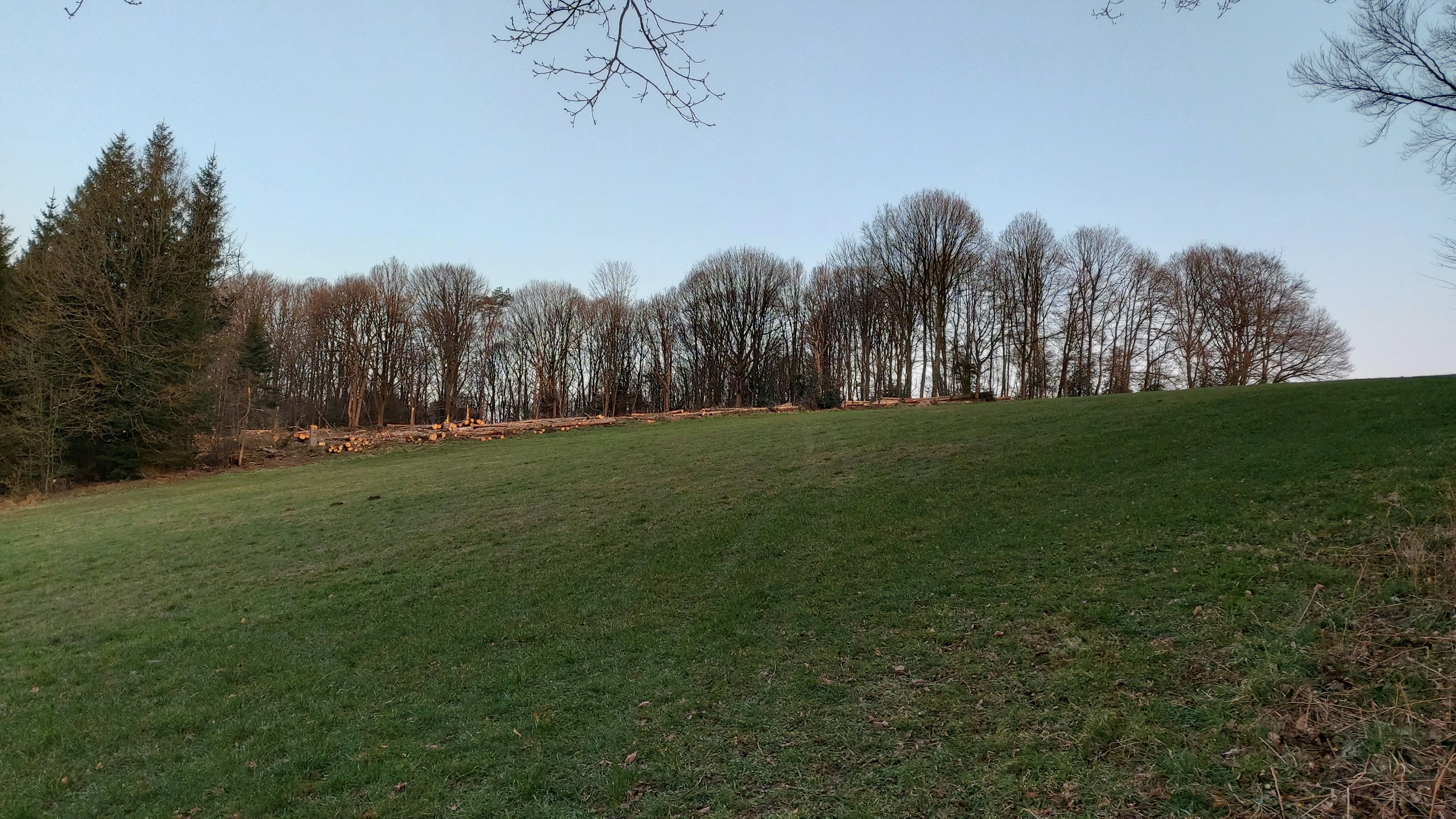 Abgeholzter Wald direkt am Neubaugebiet