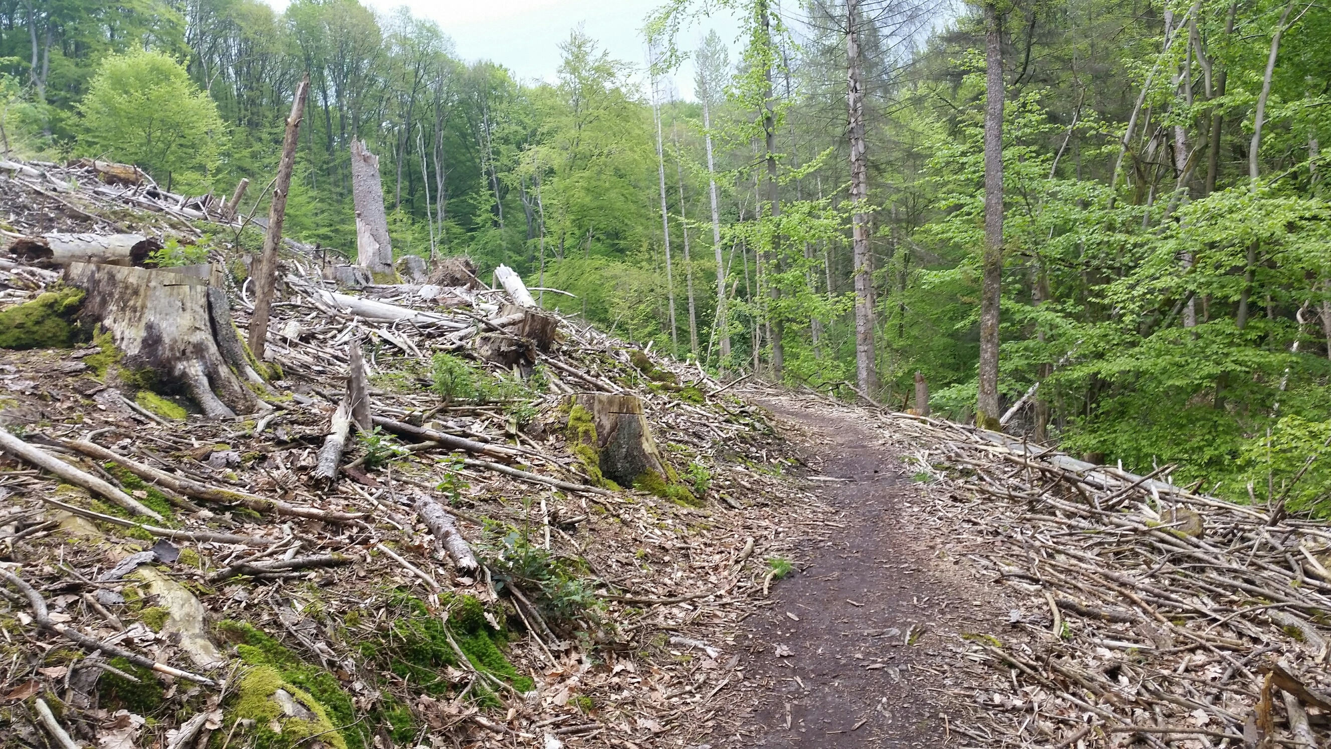 Waldschäden im Linnefetal